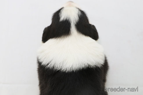 成約済の神奈川県のボーダーコリー-310793の3枚目